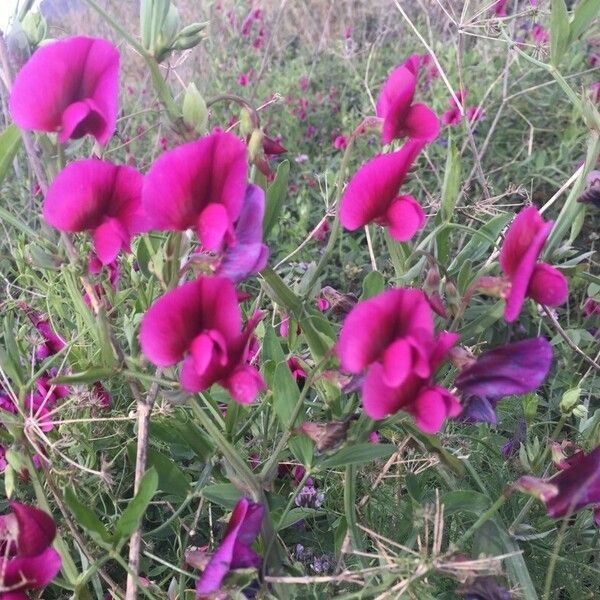 Lathyrus tingitanus Fiore