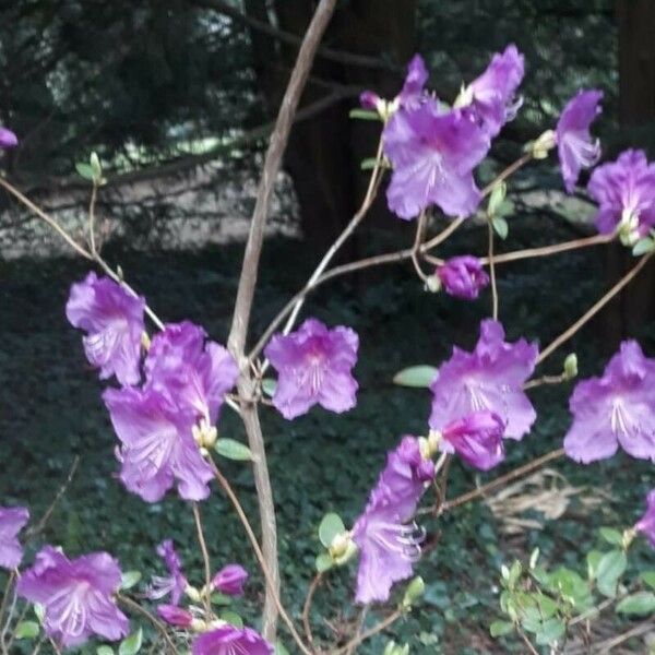 Rhododendron dauricum Fleur