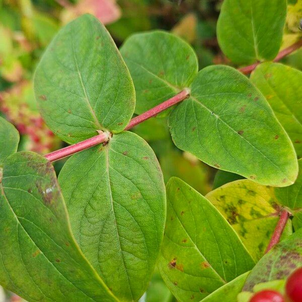 Hypericum androsaemum Liść