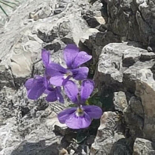 Viola dubyana Λουλούδι
