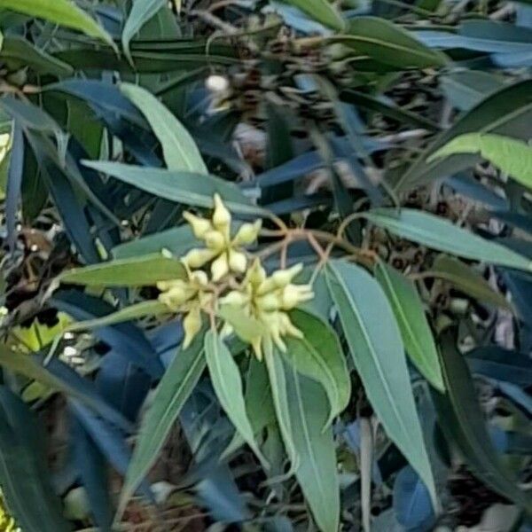 Eucalyptus botryoides Blodyn
