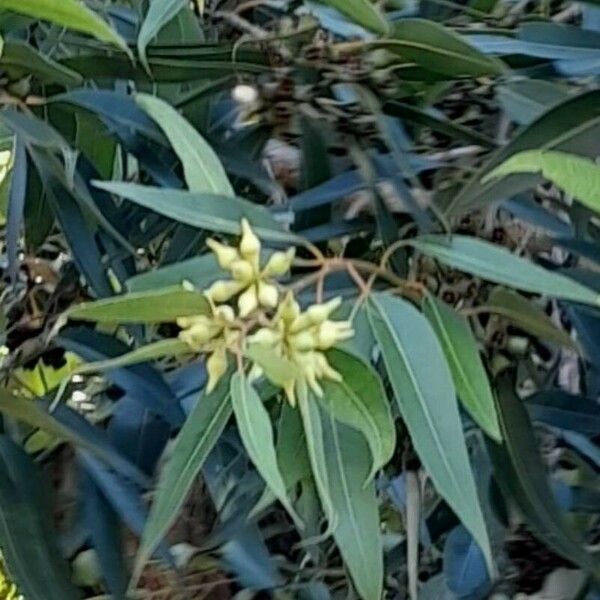 Eucalyptus botryoides 花