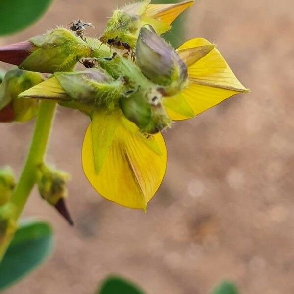 Crotalaria incana Flower