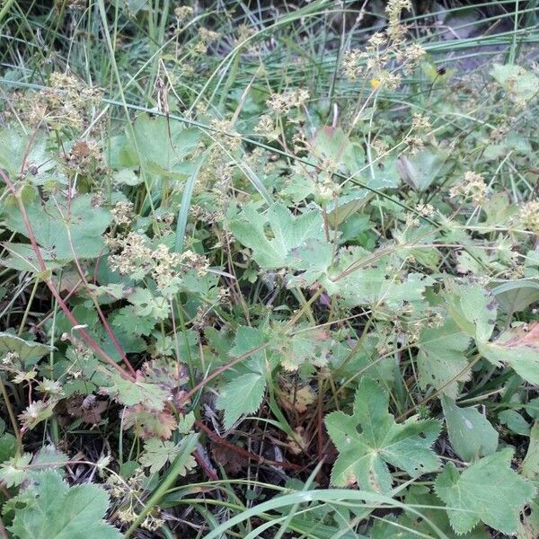 Alchemilla glabra অভ্যাস