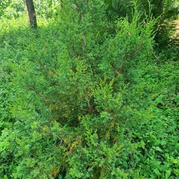 Juniperus procera Habitat