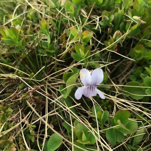 Viola palustris Кветка