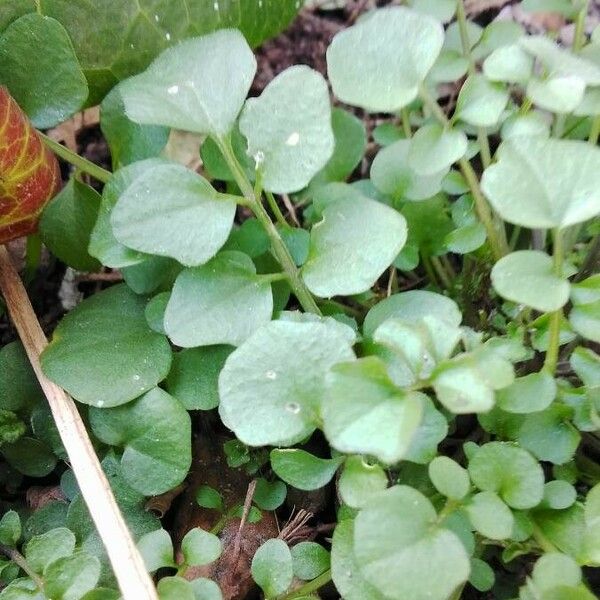 Cardamine hirsuta Blatt