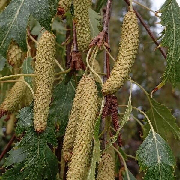 Betula pendula Ffrwyth