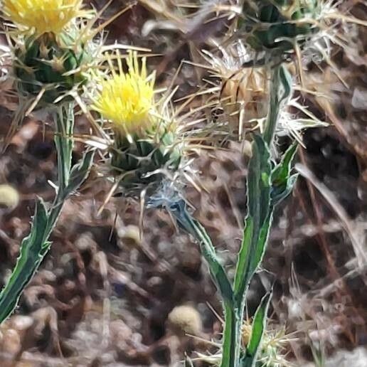 Centaurea melitensis 叶