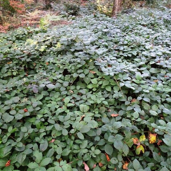 Rubus ulmifolius Habit