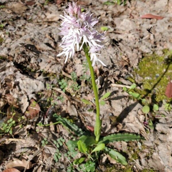 Orchis italica ফুল