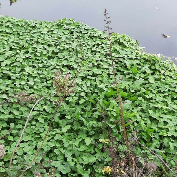 Hydrocotyle ranunculoides Habitus