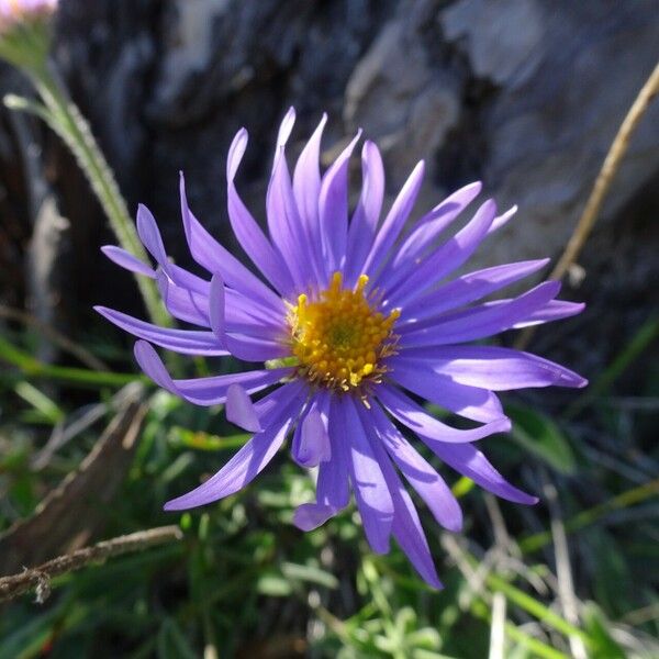 Aster alpinus Flower