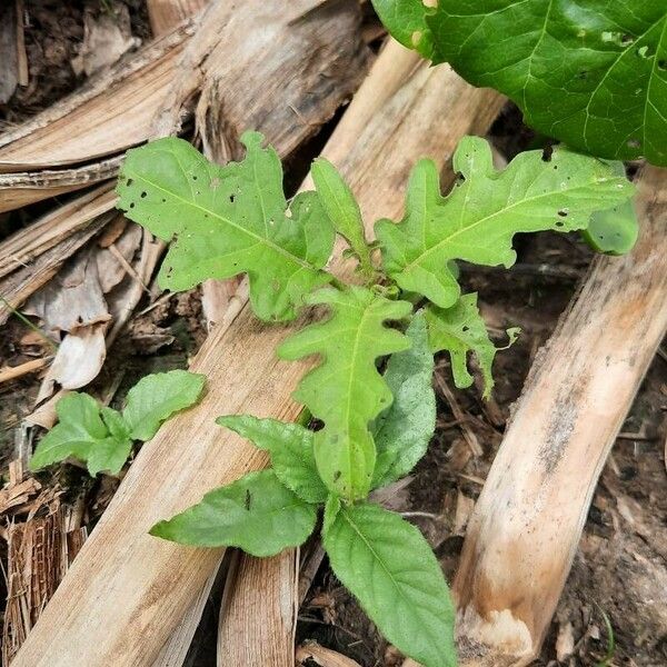 Solanum carolinense Hostoa