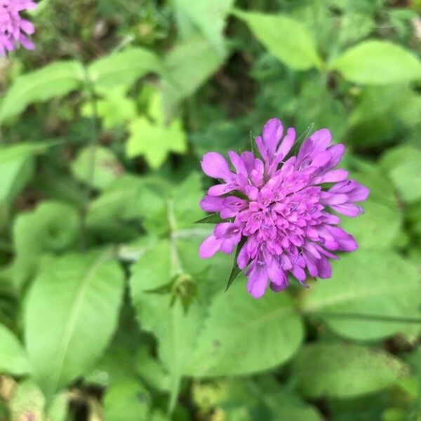 Knautia dipsacifolia Blüte