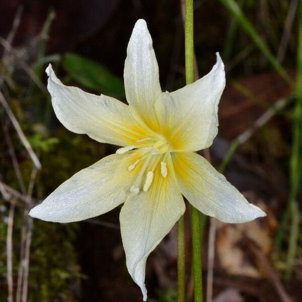 Erythronium californicum Flors