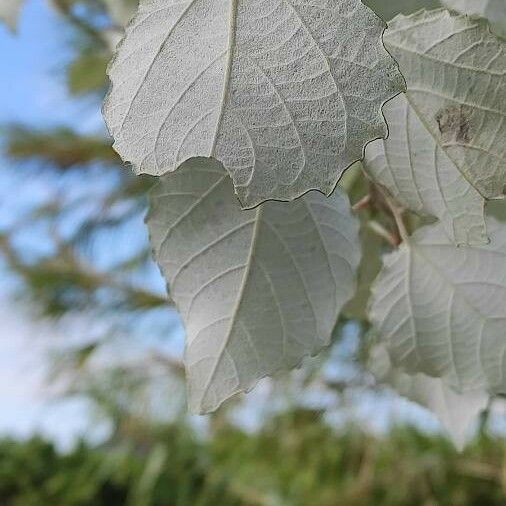 Populus alba Blatt