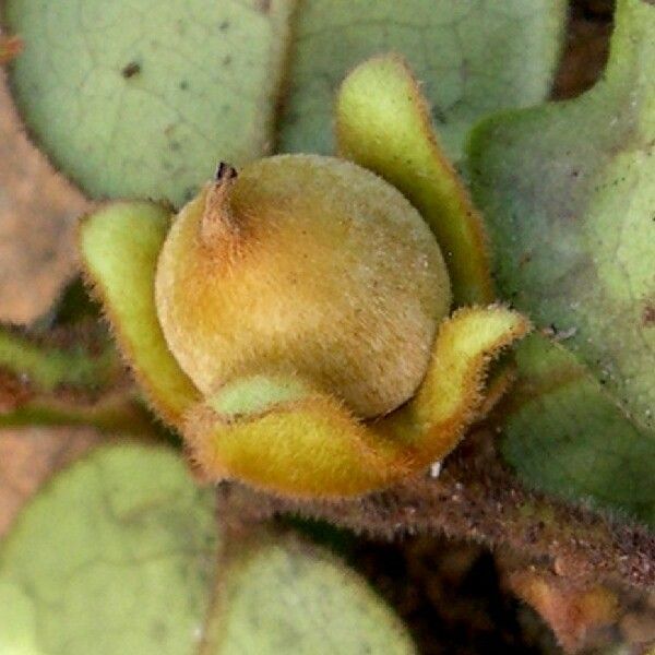 Diospyros pancheri Fruit