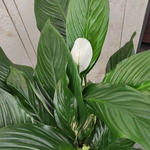 Spathiphyllum wallisii Leaf