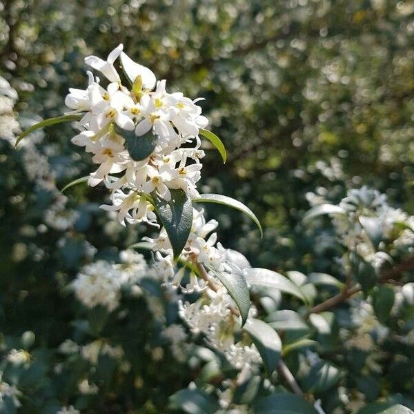 Osmanthus × burkwoodii Virág