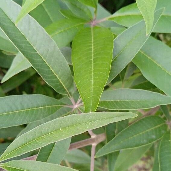 Vitex agnus-castus Folha