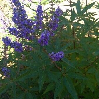 Buddleja davidii Flower