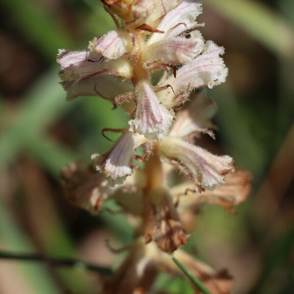 Orobanche picridis Flower