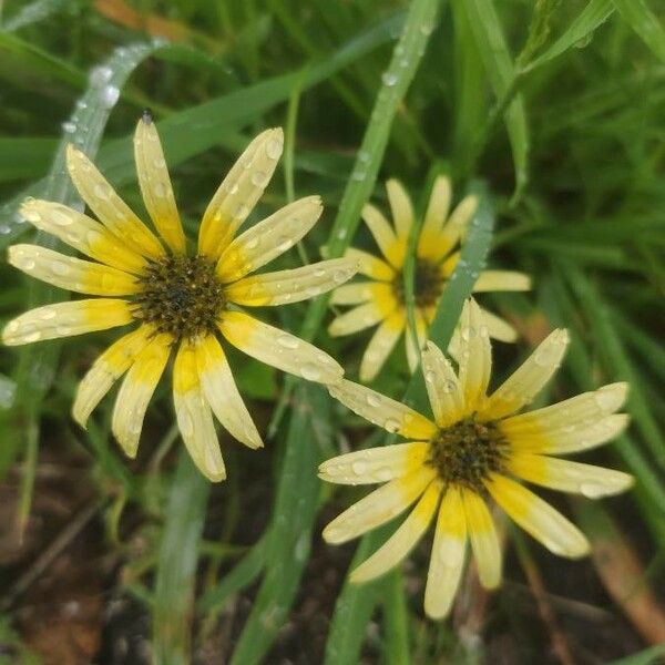 Arctotheca calendula फूल