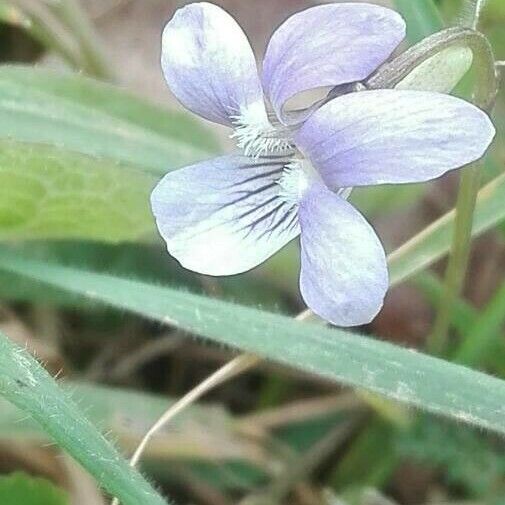 Viola lactea Flor