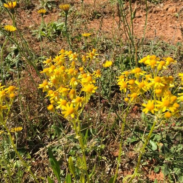 Senecio integerrimus Flower