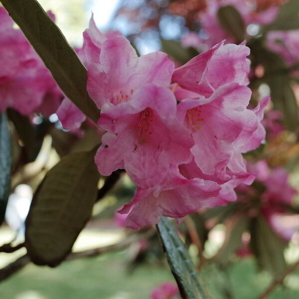 Rhododendron argyrophyllum Blüte