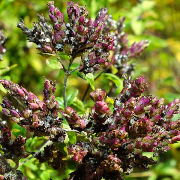 Origanum vulgare Квітка