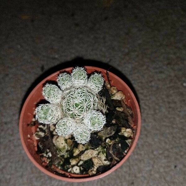 Mammillaria gracilis Leaf