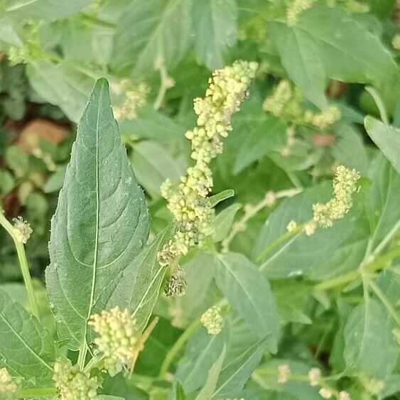 Mercurialis annua Flower