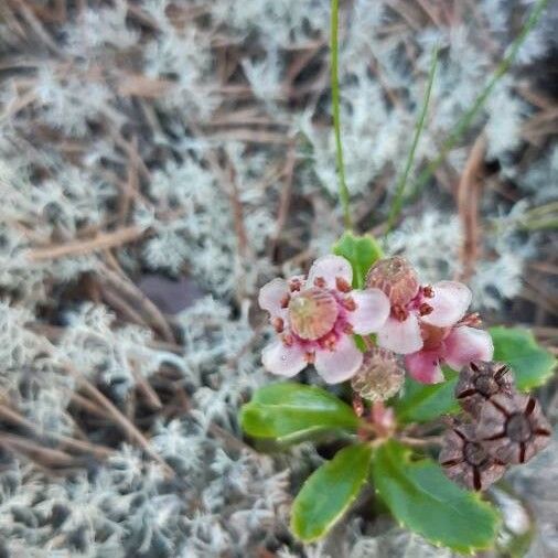 Chimaphila umbellata 花