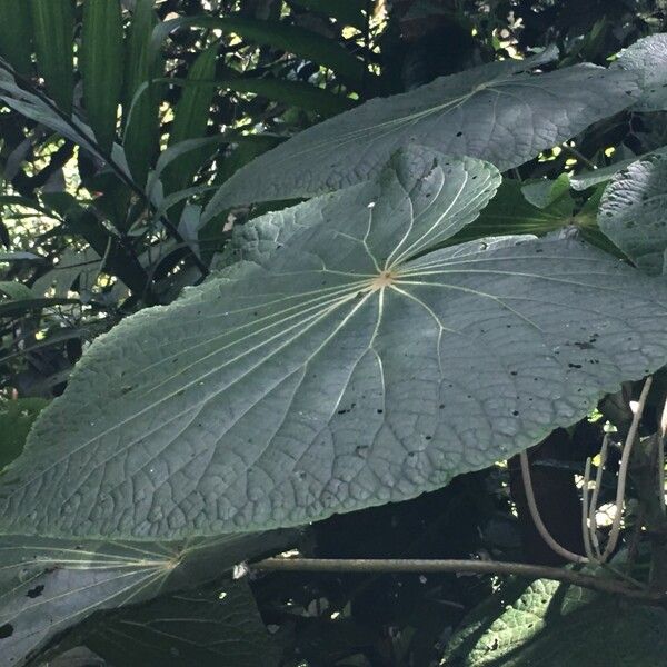 Piper umbellatum Muu