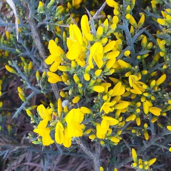 Genista scorpius Flor