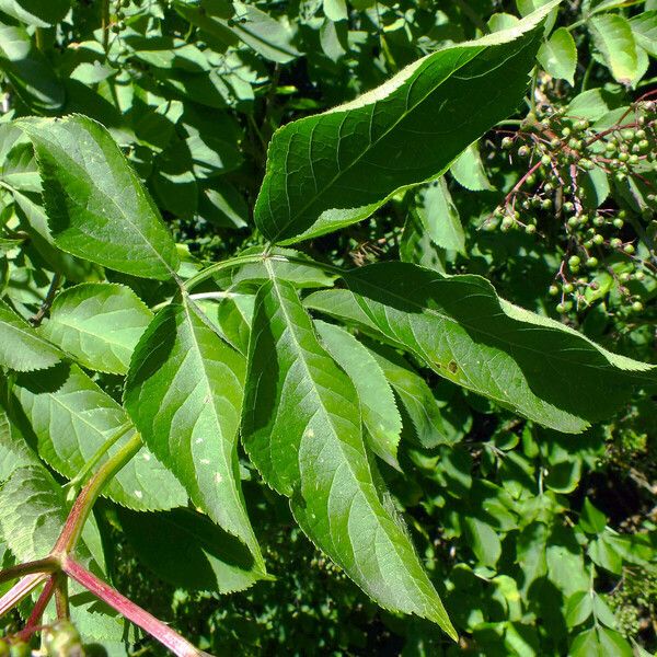 Sambucus nigra Folla