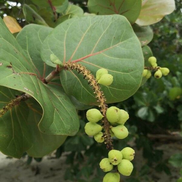 Coccoloba uvifera Froito