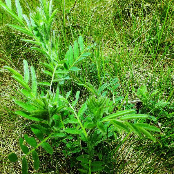 Oxytropis pilosa List