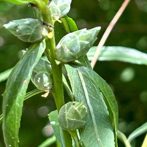 Salix exigua Λουλούδι