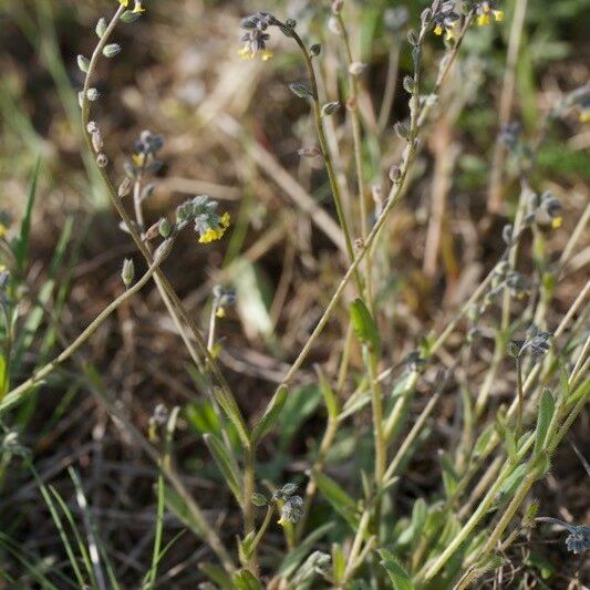 Myosotis balbisiana Habit