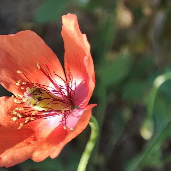 Papaver pinnatifidum ফুল