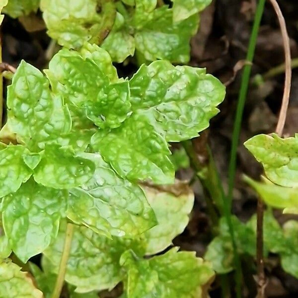 Mentha × piperita Levél