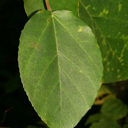 Ficus lateriflora Leaf