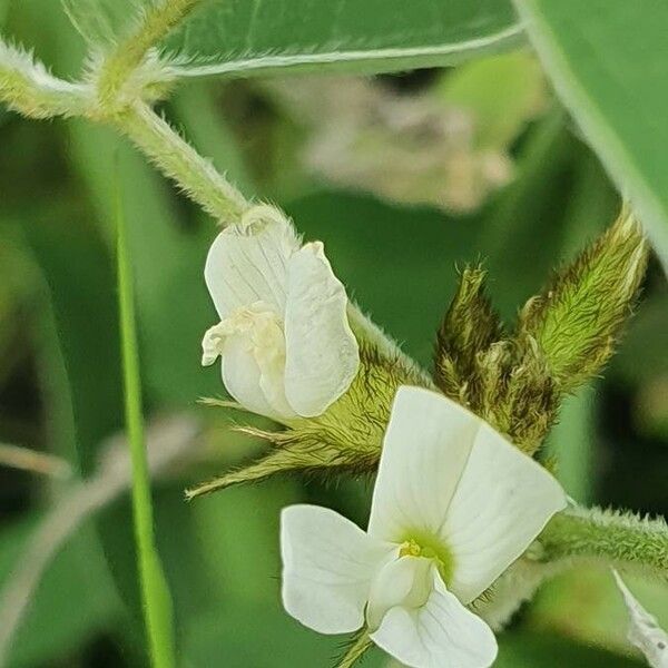 Ophrestia hedysaroides Цветок