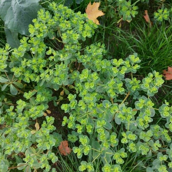 Euphorbia helioscopia Кветка