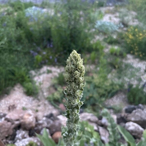 Verbascum speciosum Flower