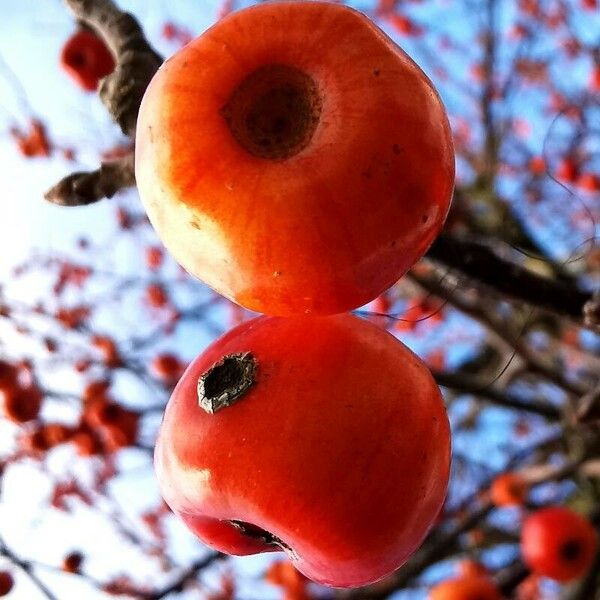 Malus × floribunda Fruit