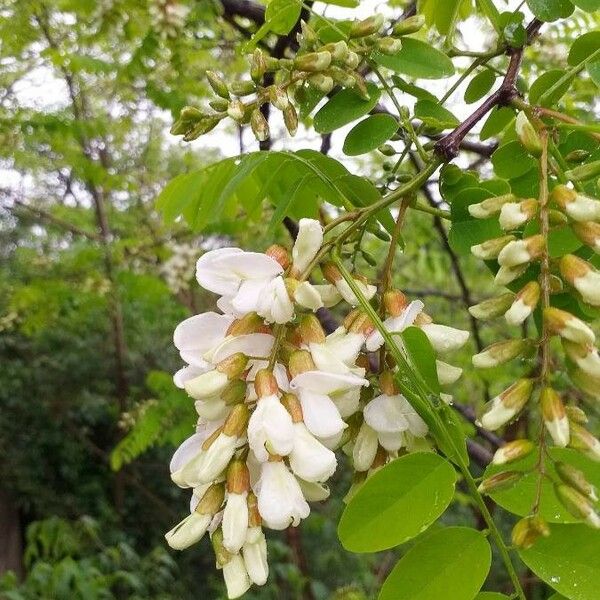 Robinia pseudoacacia Flower